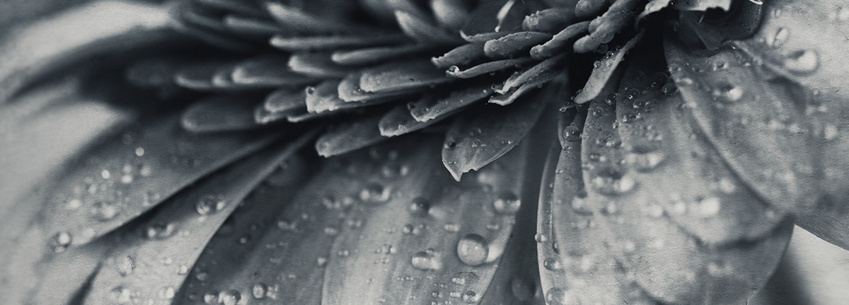 Primer plano de pétalos de una flor con gotas de agua en tonos grises.